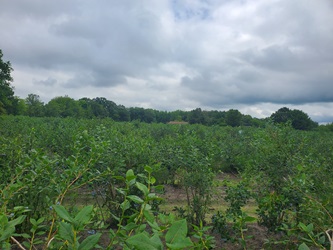 Blueberry field