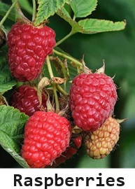 Raspberries