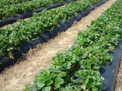 Strawberry pyo field